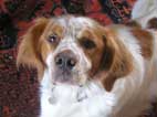 Photo du chien BERLIOZ
